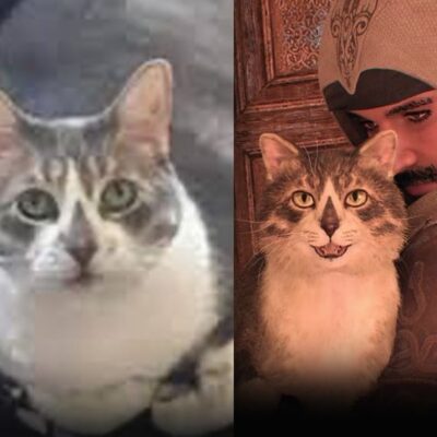 Ubisoft verewigt Fan-Katze in Assassin’s Creed Mirage 3 Ubisoft verewigt Fan-Katze in Assassin’s Creed Mirage