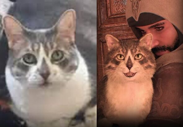 Ubisoft verewigt Fan-Katze in Assassin’s Creed Mirage 17 Ubisoft verewigt Fan-Katze in Assassin’s Creed Mirage